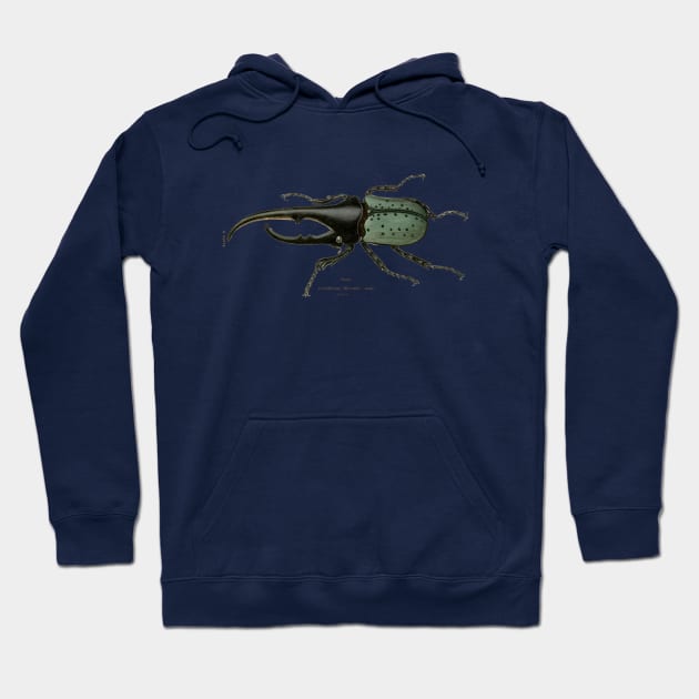 Hercules Beetle Vintage Illustration Hoodie by chriswig